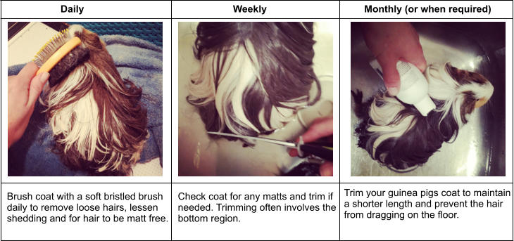 Brush coat with a soft bristled brush  daily to remove loose hairs, lessen shedding and for hair to be matt free. Daily 	 Check coat for any matts and trim if  needed. Trimming often involves the  bottom region. 	  Weekly Monthly (or when required) Trim your guinea pigs coat to maintain  a shorter length and prevent the hair  from dragging on the floor.