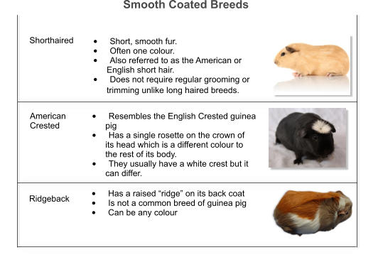 Smooth Coated Breeds   •	Short, smooth fur.  •	Often one colour.  •	Also referred to as the American or            English short hair.  •	Does not require regular grooming or            trimming unlike long haired breeds.      American  Crested  •	Resembles the English Crested guinea           pig  •	Has a single rosette on the crown of            its head which is a different colour to             the rest of its body. •	They usually have a white crest but it             can differ.  Ridgeback		 •	Has a raised “ridge” on its back coat  •	Is not a common breed of guinea pig  •	Can be any colour  Shorthaired