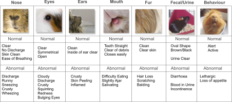 Nose Eyes Ears Mouth Fecal/Urine Fur Normal Normal Normal Normal Normal Normal Normal Clear No Discharge Skin Clean Ease of Breathing Clear Symmetrical Open Clean Inside of ear clear Teeth Straight Clear of debris Closes easily Clean Clear skin Oval Shape Brown/Black  Urine Clear  Alert Active Abnormal Abnormal Abnormal Abnormal Abnormal Abnormal Abnormal Discharge Runny Sneezing Crusty Wheezing Cloudy Discharge Crusty Squinting Redness Bulging Eyes Crusty Skin Peeling Inflamed Difficulty Eating Slightly Ajar Salivating Hair Loss Scratching Balding Diarrhoea  Blood in Urine Incontinence Lethargic Loss of appetite Behaviour
