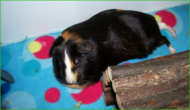 guinea pig on fleece bedding 