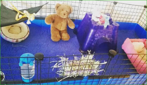 guinea pig on fleece bedding 