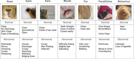 Nose Eyes Ears Mouth Fecal/Urine Fur Normal Normal Normal Normal Normal Normal Normal Clear No Discharge Skin Clean Ease of Breathing Clear Symmetrical Open Clean Inside of ear clear Teeth Straight Clear of debris Closes easily Clean Clear skin Oval Shape Brown/Black  Urine Clear  Alert Active Abnormal Abnormal Abnormal Abnormal Abnormal Abnormal Abnormal Discharge Runny Sneezing Crusty Wheezing Cloudy Discharge Crusty Squinting Redness Bulging Eyes Crusty Skin Peeling Inflamed Difficulty Eating Slightly Ajar Salivating Hair Loss Scratching Balding Diarrhoea  Blood in Urine Incontinence Lethargic Loss of appetite Behaviour